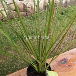 Bibit Akar Wangi BumiHerbal