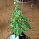 Bibit Basil BumiHerbal