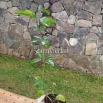 Bibit Bawang Lanang BumiHerbal