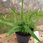 Bibit Bawang Sabrang BumiHerbal