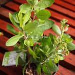 Bibit Beluntas BumiHerbal