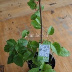 Bibit Binahong BumiHerbal