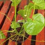 Bibit Bratawali BumiHerbal