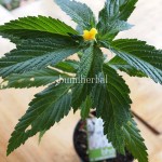 Bibit Bunga Pukul Delapan BumiHerbal