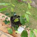 Bibit Cabe Jawa BumiHerbal