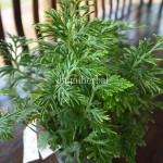 Bibit Cakar Ayam BumiHerbal