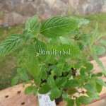 Bibit Cingcau Hitam BumiHerbal