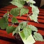 Bibit Ciplukan BumiHerbal