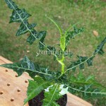 Bibit Daruju BumiHerbal