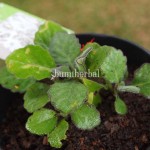 Bibit Daun Dewa BumiHerbal