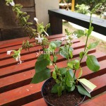 Bibit Daun Encok BumiHerbal