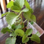Bibit Daun Jinten BumiHerbal