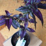 Bibit Daun Pecah Beling BumiHerbal