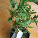 Bibit Daun Prasman BumiHerbal