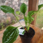 Bibit Daun Sendok BumiHerbal