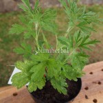 Bibit Dengdereuman BumiHerbal