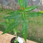 Bibit Flower Remidish BumiHerbal