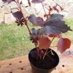 Bibit Frambos BumiHerbal