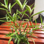 Bibit Gandarusa BumiHerbal