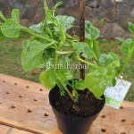Bibit Gendola Hijau BumiHerbal