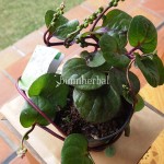Bibit Gendola Ungu BumiHerbal