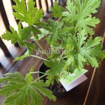 Bibit Geranium BumiHerbal