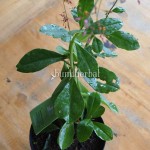 Bibit Ginseng Jawa BumiHerbal