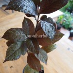Bibit Handeleum BumiHerbal