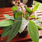Bibit Harendong BumiHerbal