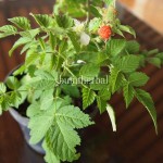 Bibit Harmos BumiHerbal