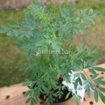Bibit Inggu BumiHerbal