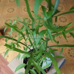 Bibit Jakang BumiHerbal