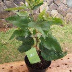 Bibit Jati Belanda BumiHerbal