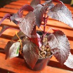 Bibit Jawer Kotok BumiHerbal