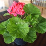 Bibit Karnieum BumiHerbal