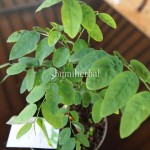 Bibit Katuk BumiHerbal