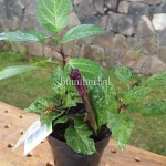 Bibit Kecubung Wulung BumiHerbal