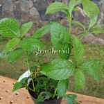 Bibit Keji Beling BumiHerbal