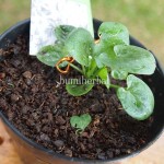 Bibit Keladi Tikus BumiHerbal