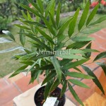 Bibit Ki Koneng BumiHerbal