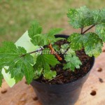 Bibit Ki Saat BumiHerbal