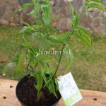 Bibit Ki Tajam BumiHerbal