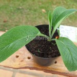 Bibit Komprey BumiHerbal