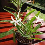 Bibit Korejat BumiHerbal