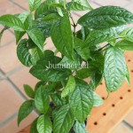 Bibit Kras Tulang BumiHerbal