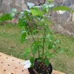 Bibit Kumis Kucing BumiHerbal