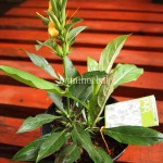 Bibit Landep BumiHerbal