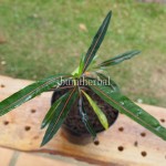 Bibit Landik BumiHerbal