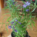 Bibit Lavender BumiHerbal