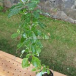 Bibit Legundi BumiHerbal